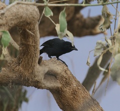 Laniarius funebris