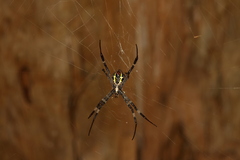 Argiope aetherea