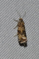 Syricoris lacunana