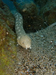 Myrichthys breviceps