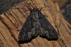 Dypterygia scabriuscula