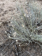 Baccharis sarothroides