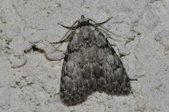 Meganola strigula