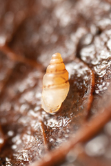 Carychium occidentale