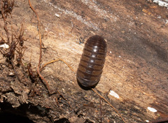 Circoniscus ornatus