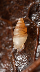 Carychium occidentale