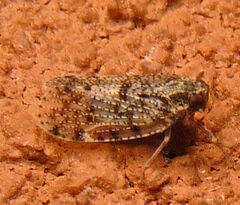 Cixius pini