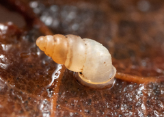 Carychium occidentale