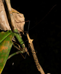 Pseudophasma bispinosum