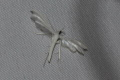 Pterophorus pentadactyla