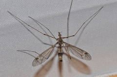 Tipula pilicauda