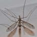 Tipula pilicauda - Photo (c) Pascal Dubois, alguns direitos reservados (CC BY-NC), uploaded by Pascal Dubois