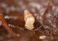 Carychium occidentale