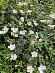 Eriocapitella vitifolia