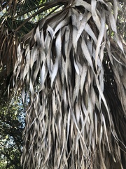 Sabal palmetto