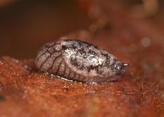 Prophysaon dubium