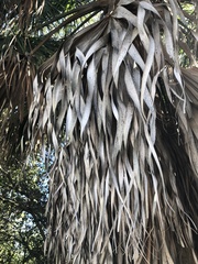 Sabal palmetto