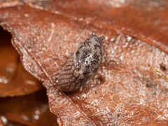 Prophysaon dubium
