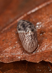 Prophysaon dubium