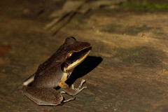 Pristimantis conspicillatus