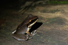 Pristimantis conspicillatus