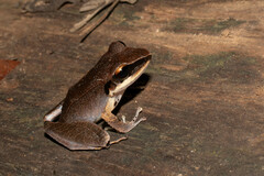 Pristimantis conspicillatus