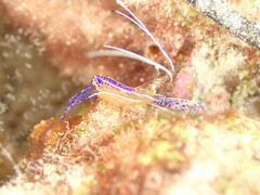 Ancylomenes pedersoni