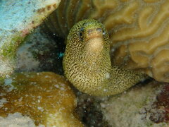 Gymnothorax miliaris