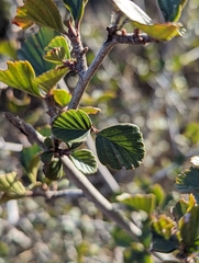 Cercocarpus betuloides