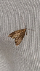 Gymnobathra hamatella