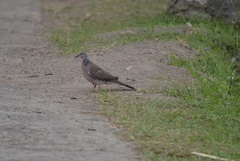 Streptopelia chinensis