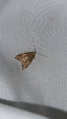 Gymnobathra hamatella