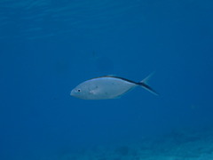 Caranx ruber