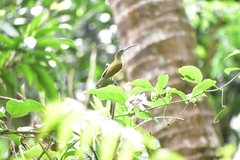 Arachnothera longirostra