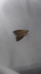 Gymnobathra hamatella