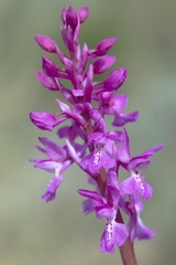 Orchis olbiensis