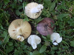 Russula puellaris