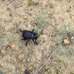 Timarcha tenebricosa