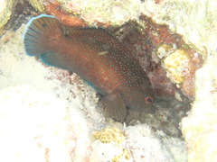 Cephalopholis fulva