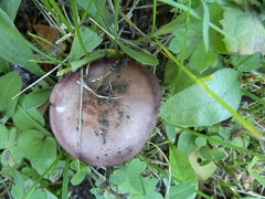 Russula puellaris