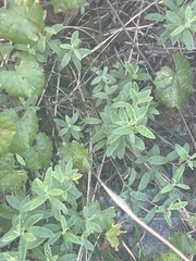 Crocanthemum corymbosum