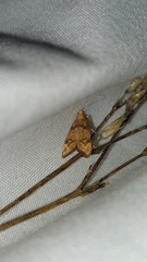 Gymnobathra hamatella