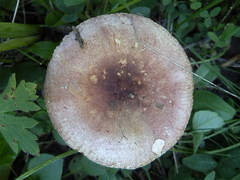 Russula puellaris