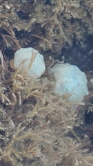 Eudistoma elongatum