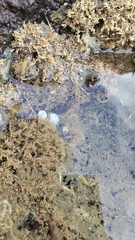 Eudistoma elongatum