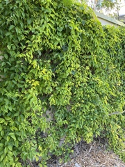 Dolichandra unguis-cati