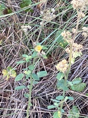 Sida cordifolia