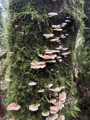 Scytinotus longinquus