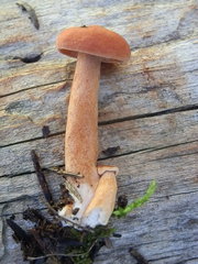 Lactarius luculentus laetus