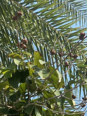 Cordia sebestena